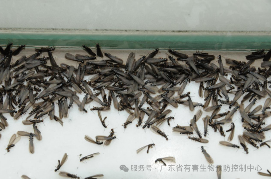 白蚁分飞季来袭莫慌！ 这份“防蚁攻略”请收好！