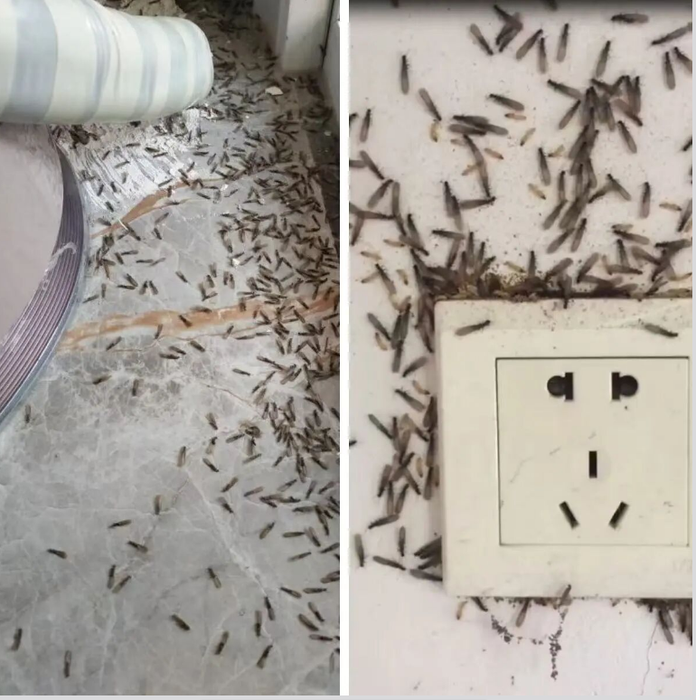 白蚁分飞季来袭莫慌！ 这份“防蚁攻略”请收好！