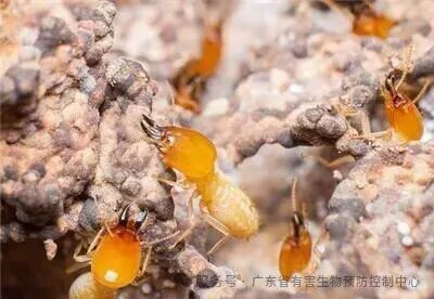 白蚁分飞季来袭莫慌！ 这份“防蚁攻略”请收好！